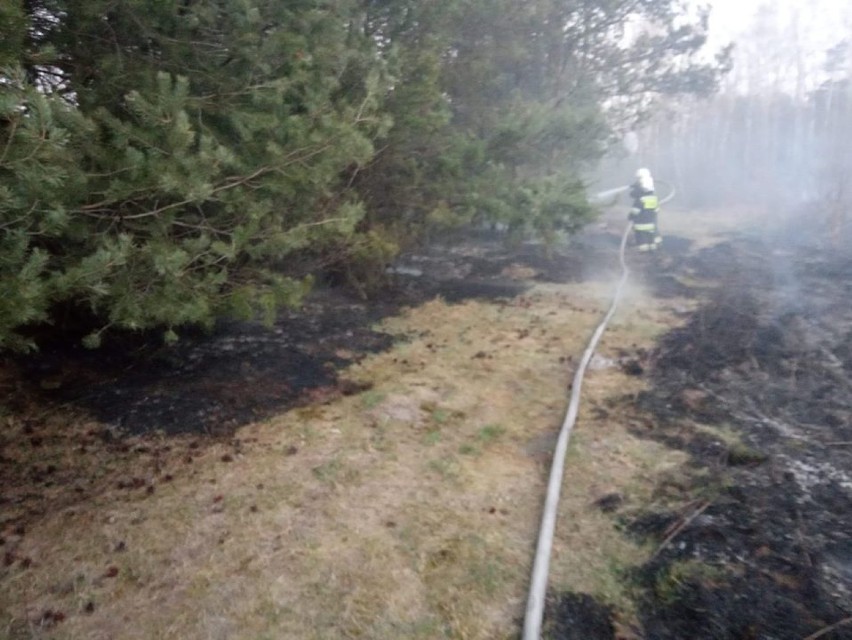 Strażacy gasili dwa pożary suchej trawy i lasu. Paliło się w Kamieńsku i Strzale