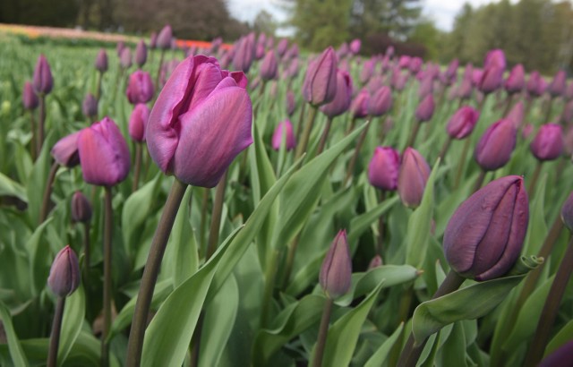 W łódzkim Ogrodzie Botanicznym rośnie 70 tysięcy tulipanów, które co rok zachwycają zwiedzających