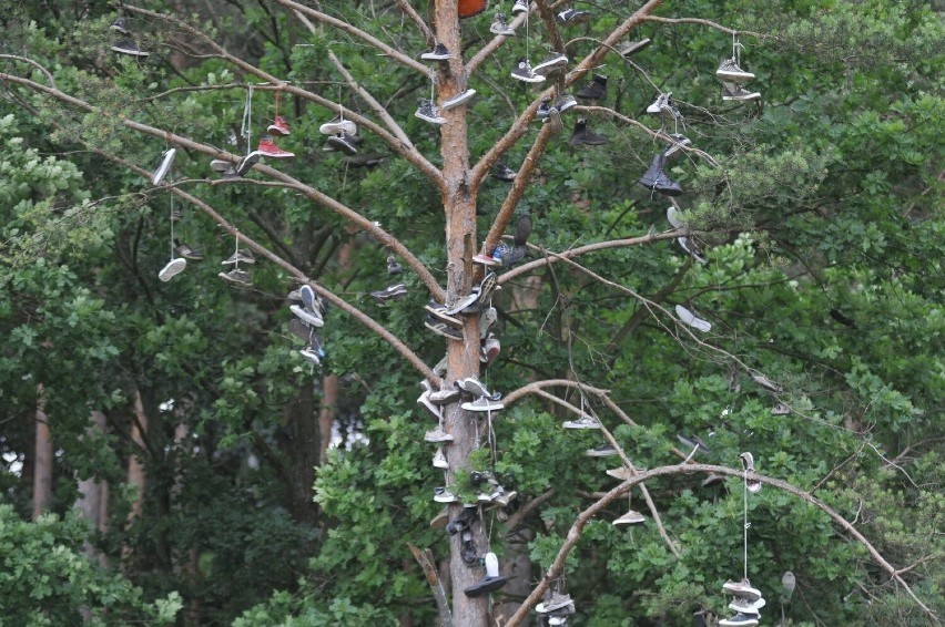 Buty na drzewie na terenie dawnego Woodstocku, w Kostrzynie...