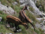 Tatry: Tak wielu kozic nie było od 1964 roku