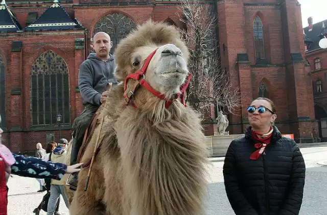 Wielbłąd na legnickim rynku