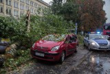 Kraków wypadek. Na ul. Czarnowiejskiej na auta spadły drzewa [ZDJĘCIA]