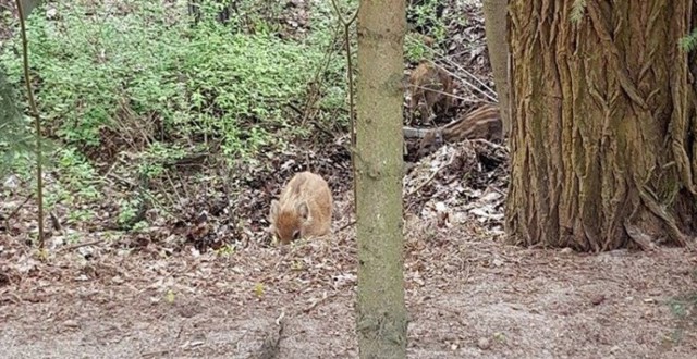 Dziki zostały zauważone w poniedziałek 17 kwietnia przez osoby odwiedzające groby. – Najpierw zobaczyłam zryte trawniki, po chwili małe dziki, a za nimi lochę – zaalarmowała nas czytelniczka.