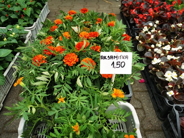 Zobaczcie ceny niektórych sadzonek kwiatów na targowisku w Świebodzinie