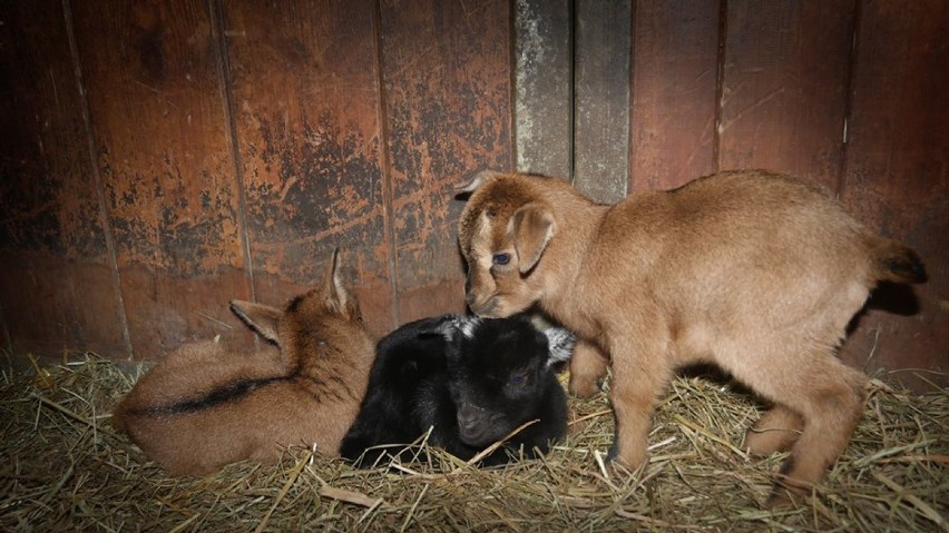 Ale słodziaki! W Miasteczku Twinpigs na świat przyszły małe kozy - ZOBACZ ZDJĘCIA!