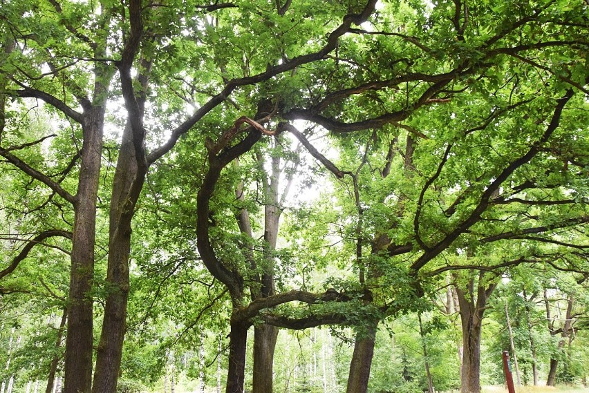 Arboretum Leśne w Stradomi kusi tlenem. To jeden z największych obiektów w Polsce. Oto zielone płuca powiatu oleśnickiego! (FOTO) 