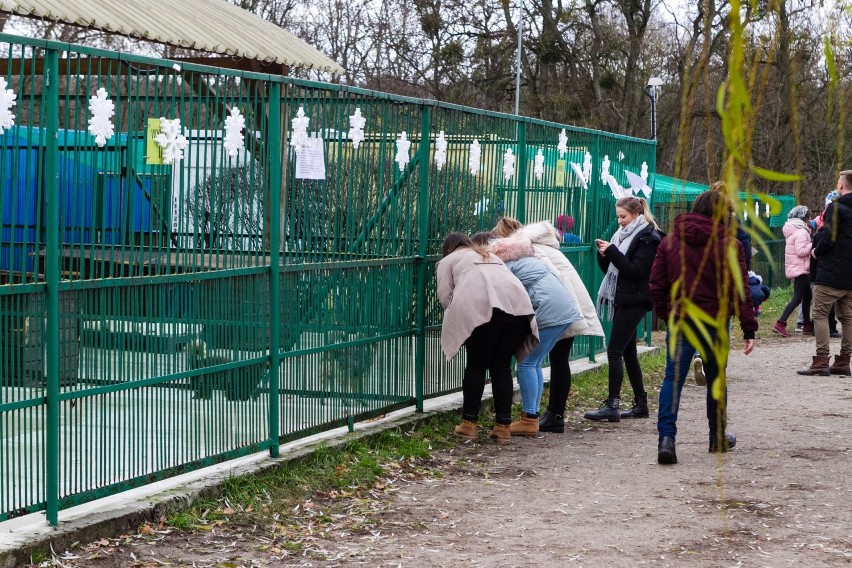 Mikołajki w schronisku dla zwierząt w Szczecinie. Przybili łapę na święta [ZDJĘCIA, WIDEO]