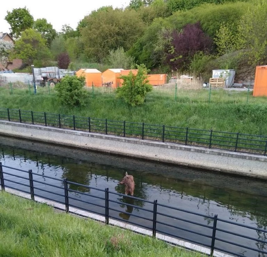 Łoś w kanale Raduni. Zwierzęciu pomogli strażacy z Pruszcza i Oruni |ZDJĘCIA