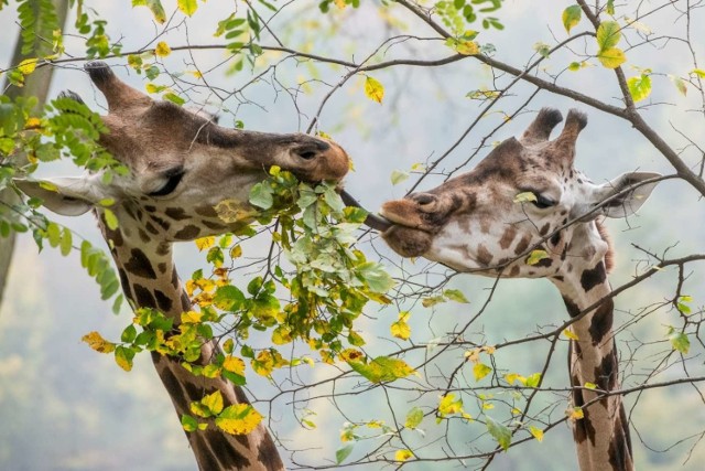 Trzy dorosłe i jeden półtoraroczny samiec żyrafy do tej pory przebywały na wybiegu niedostosowanym do ich potrzeb biologicznych. 
Przejdź do kolejnego zdjęcia --->