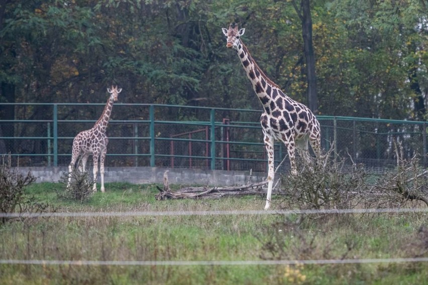 Trzy dorosłe i jeden półtoraroczny samiec żyrafy do tej pory...