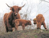 Krowy szkockie - czyli  "żywe kosiarki" we wrocławskim zoo (ZOBACZ)
