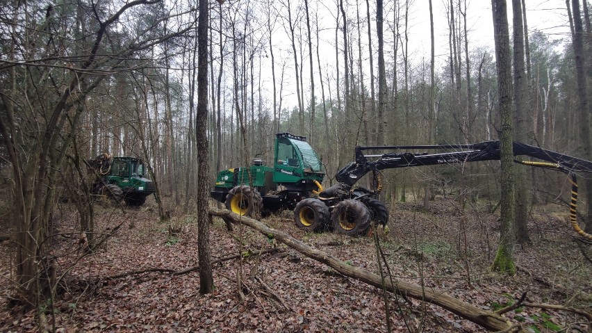 Wycinka drzew w lesie nad Luciążą koło Włodzimierzowa....