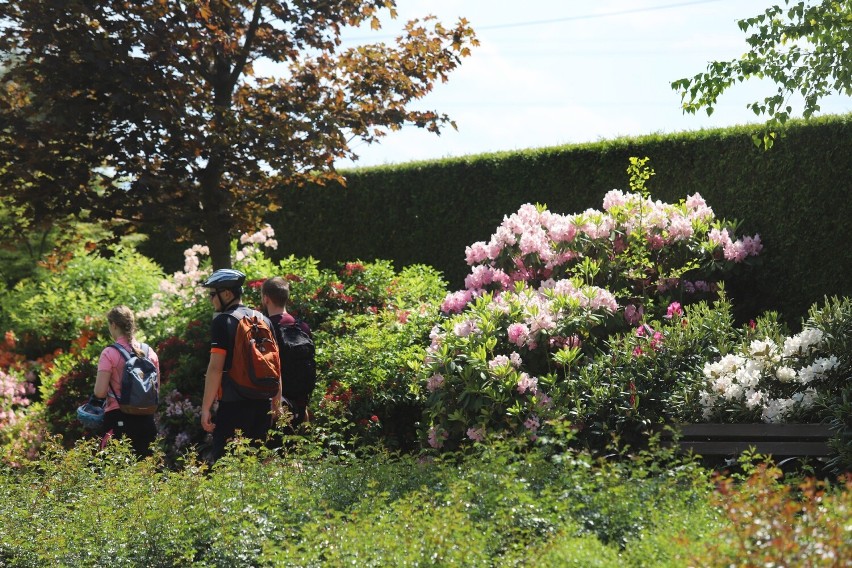 Teraz jest tam PIEKNIE! Ogrody Kapias w czerwcu zachwycają! To czas azalii i rododendronów - zobacz ZDJĘCIA