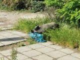 LEGNICA Problem dzików w mieście. Jakich zasad należy się trzymać. Zobaczcie