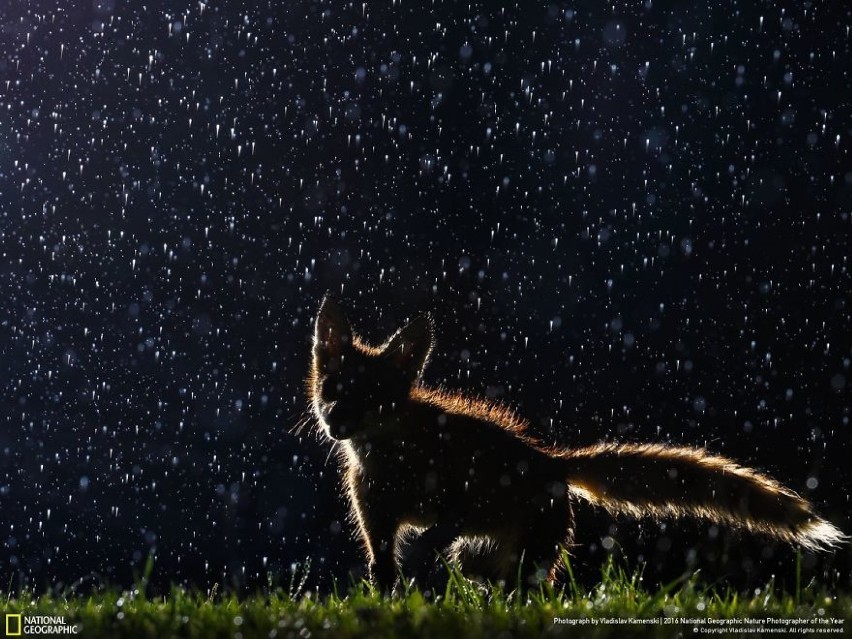 Przyrodnicza fotografia roku. Niesamowite zdjęcia natury,...