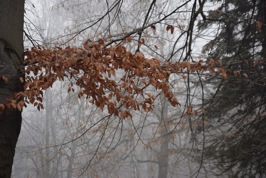 Pałacowy park pszczyński we mgle