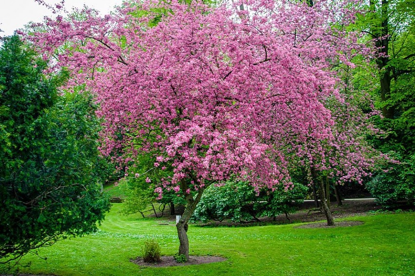 Szczawno-Zdrój: W Parku Zdrojowym zakwitły wiśnie i magnolie (ZDJĘCIA)