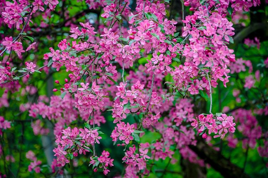 Szczawno-Zdrój: W Parku Zdrojowym zakwitły wiśnie i magnolie (ZDJĘCIA)