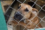 Lubań: będzie schronisko dla bezpańskich psów