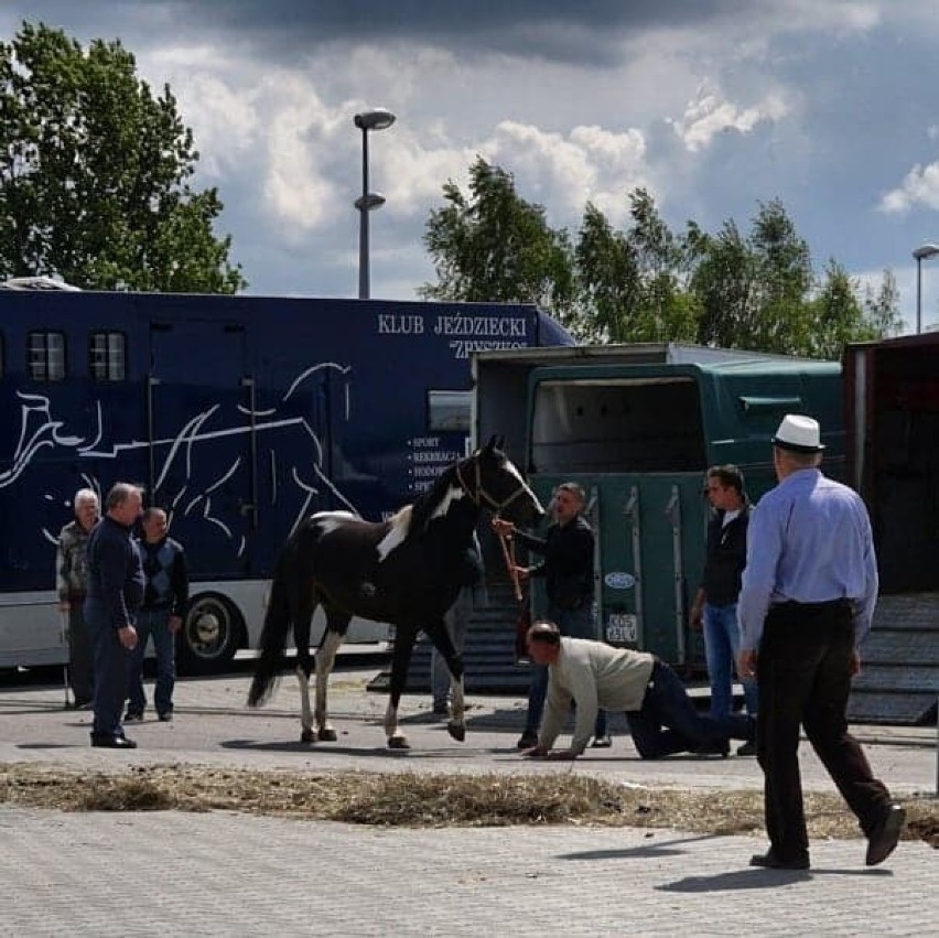 Ciemna strona targów końskich w Pajęcznie. Fundacja domaga się zakazu sprzedaży koni na targowiskach[VIDEO]