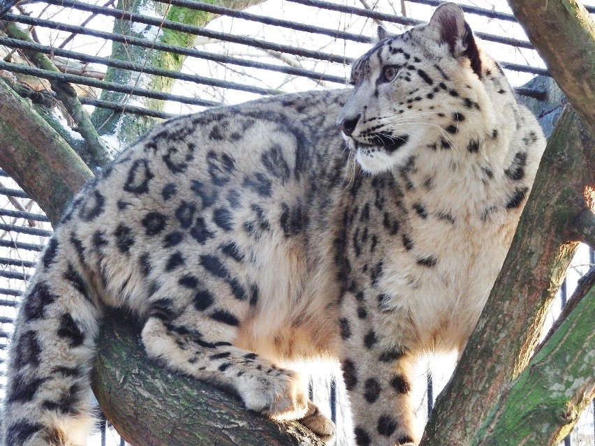 Do chorzowskiego zoo przyjechały dwie samice pantery...