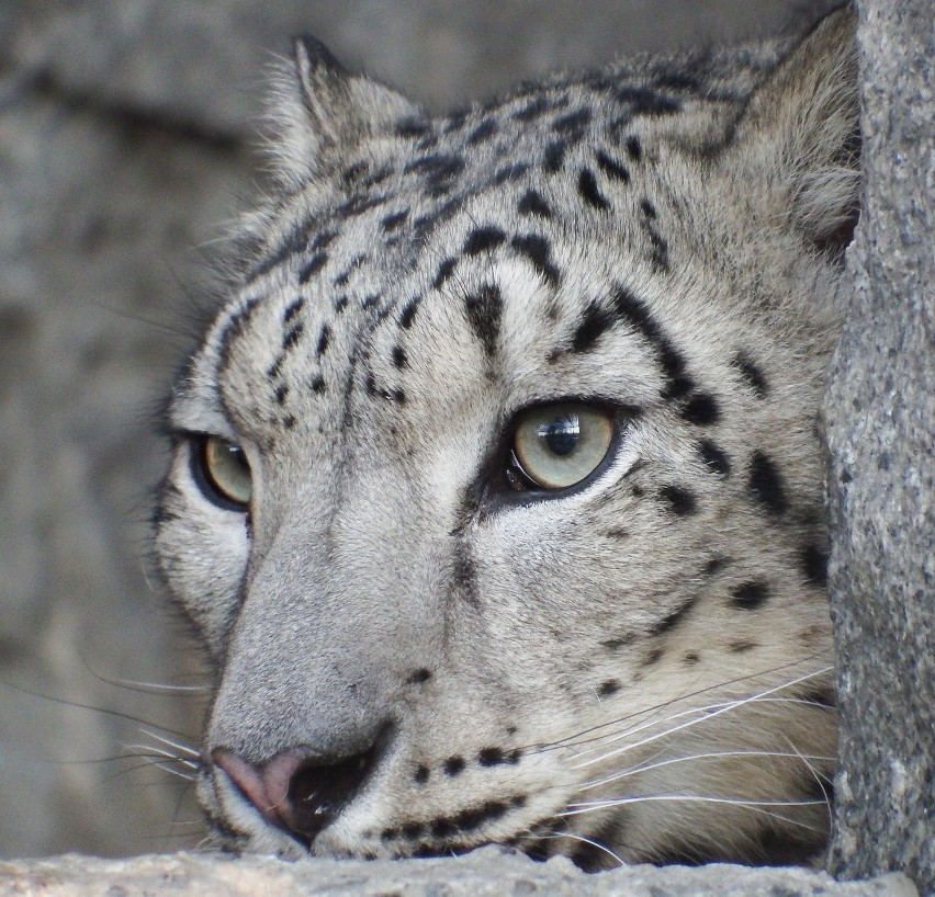 Do chorzowskiego zoo przyjechały dwie samice pantery...