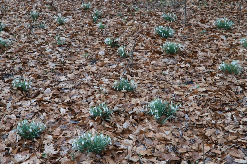 1 kwietnia można wybrać się na pierwszy wiosenny spacer do Ogrodu Botanicznego