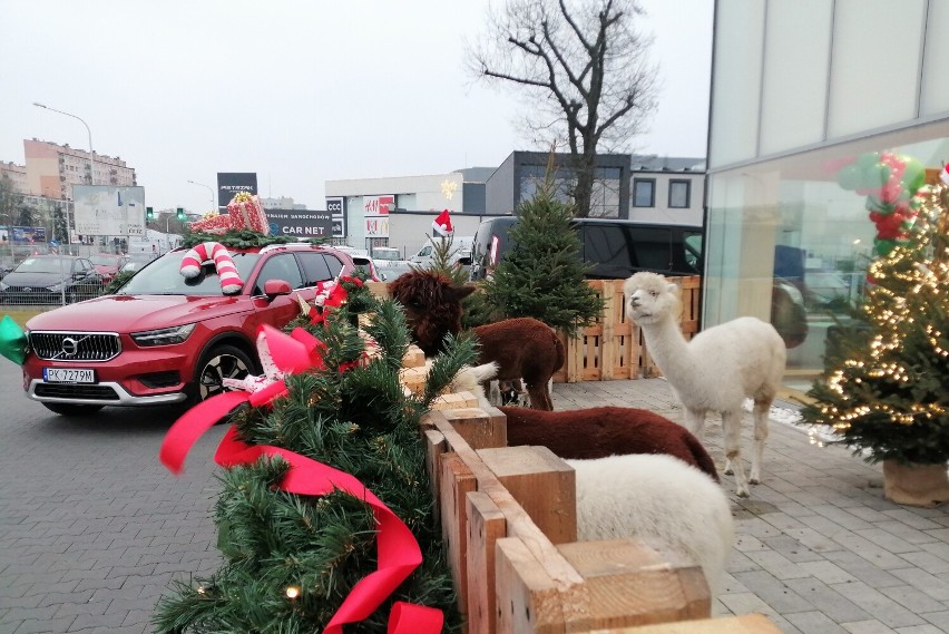 Volvo Car Kalisz świętuje 5. urodziny. Z tej okazji odbyła...