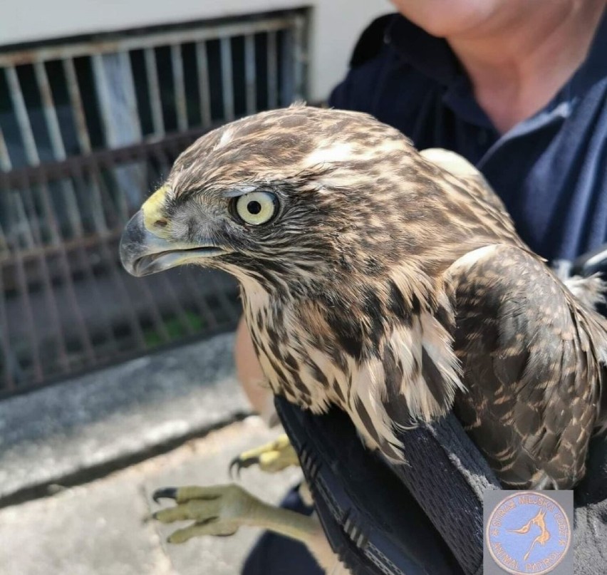 Uratowany przez dzieci jastrząb, pies wyrzucony do śmietnika i wiele innych! Coraz więcej interwencji Animal Patrol