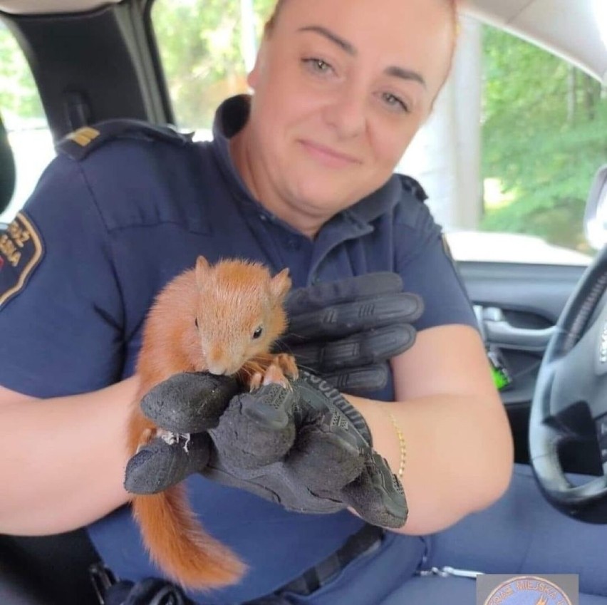 Uratowany przez dzieci jastrząb, pies wyrzucony do śmietnika i wiele innych! Coraz więcej interwencji Animal Patrol