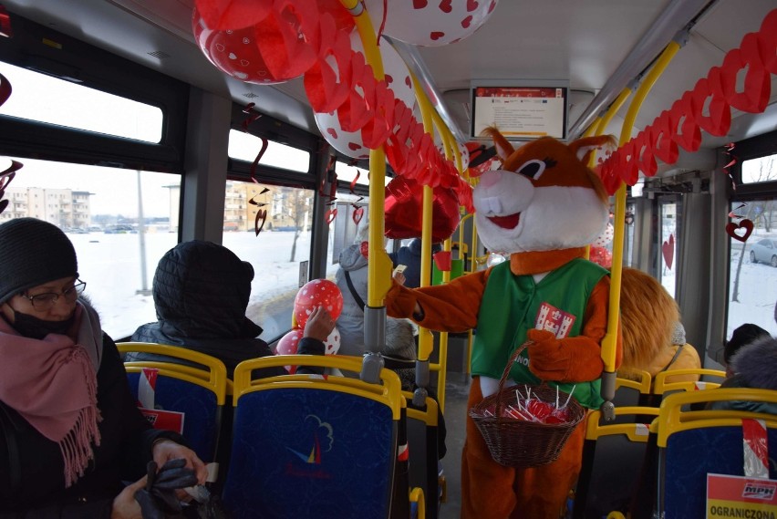 Inowrocław. Walentynki w Inowrocławiu rozpoczęte. WiewiórINKA częstuje słodyczami pasażerów autobusu MPK. Program walentynkowy jest bogaty 