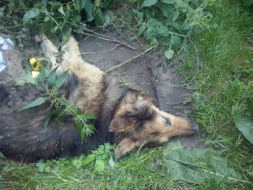 Strażnicy miejscy próbowali uratować psa pozostawionego na posesji w Sobięcinie 