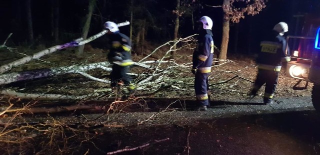 Przez cały poniedziałek, 4 marca, w Lubuskiem wiał silny wiatr. Momentami jego prędkość była bliska nawet 100 km/h. Strażacy odbierali wezwania do połamanych drzew, konarów i zerwanych linii energetycznych.

Ostrzeżenie o wichurach w Lubuskiem IMGW wydało już w sobotę. Prognozy synoptyków sprawdziły się. Porywisty wiatr wiał w Lubuskiem w poniedziałek od rana. Miejscami towarzyszyły mu intensywne opady deszczu i burze. Strażacy z OSP Templewo zostali wezwani do usunięcia połamanego drzewa, które stwarzało zagrożenie na drodze wojewódzkiej nr 137. Zgłoszenie dotarło do strażaków w poniedziałek, po godzinie 16.

Z kolei strażacy z OSP Kłodawa wyjechali do Wojcieszyc. Tutaj silny wiatr zerwał linie energetyczne. Wezwanie do strażaków wpłynęło po godzinie 18.  Ochotnicy z OSP Dąbie dostali wezwanie do drzewa, które pochyliło się na budynek w miejscowości Kosierz. Zgłoszenie strażacy dostali po godzinie 19. Z powalonym drzewem zmagali się też strażacy z OSP Gądków Wielki. Brzoza spadła na drogę wojewódzką nr 139 między miejscowościami Gądków Wielki-Mierczany.

Prezydent Zielonej Góry Janusz Kubicki w poniedziałek wieczorem informował na facebooku o braku prądu w Zielonej Górze i okolicach. Problemy z energią elektryczną mieli mieszkańcy Raculki, os. Braniborskiego, os. Śląskiego i Pomorskiego. Ekipy naprawcze szybko uporały się z awarią.

Pełne ręce roboty mieli również strażacy z OSP Deszczno. Najpierw zostali wysłani do usunięcia powalonego drzewa na na drodze w Płonicy. Następnie o godzinie 19.06 zostali wysłani do kolejnego powalonego drzewa, tym razem na drodze krajowej nr 22 w podgorzowskim Boleminie. Po usunięciu zagrożenia ochotnicy z Deszczna pojechali na kolejną akcję do Glinika. Tu ich działania polegały na uszczelnieniu dachu w budynku mieszkalnym. O godzinie 20.20 strażacy z Deszczna zakończyli działania i wrócili do swojej jednostki.

W powiecie zielonogórskim lubuscy strażacy doliczyli się 13 zdarzeń związanych z silnym wiatrem. Przede wszystkim usuwali powalane drzewa. 

We wtorek rano wszystkie drogi były przejezdne. Ekipy Enei uporały się też z awariami linii energetycznych. 


Źródło: OSP Kłodawa / OSP Templewo / OSP Dąbie / OSP Gądków Wielki / OSP Deszczno









