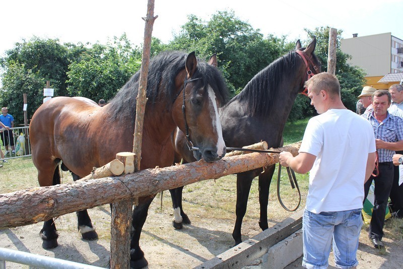 Wystawa koni hodowlanych w Kole