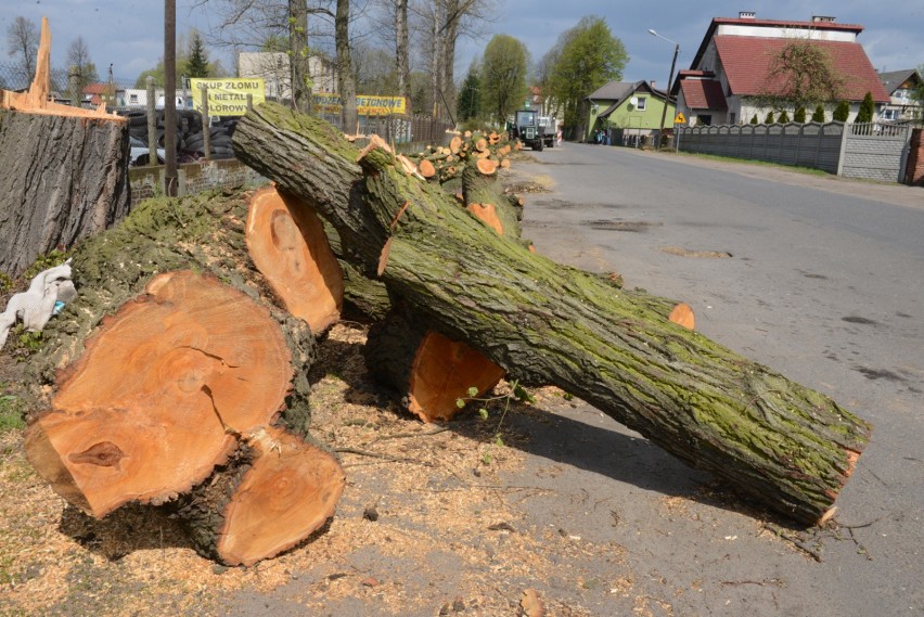 Koniec wycinki drzew? Zaczął się okres lęgowy ptaków