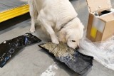 Pies Kodi wywęszył narkotyki na lotnisku w Pyrzowicach. Paczka zawierała podejrzaną zawartość