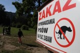 Częstochowa organicza prawa obywatelskie właścieli czworonogów. Tak uznał sąd