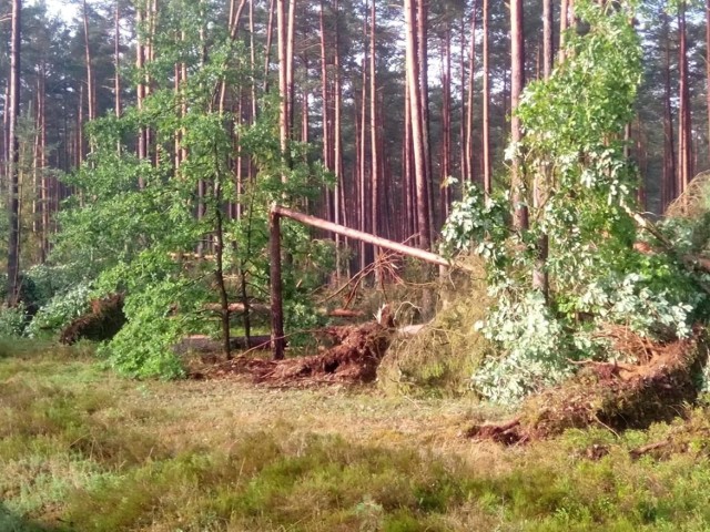 Burza nad powiatem bytowskim, ewakuacja obozów koło Kościerzyny, połamane drzewa. Na szczęście nic nikomu się nie stało. Dodajmy, że w ostatnim tygodniu w całym regionie (Bytów, Kościerzyna, Chojnice) odbyły się spotkania uczestników obozów z policjantami.