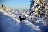 Zima w Beskidach! W górach nawet 25 cm śniegu! [ZDJĘCIA, KAMERKA]