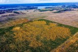 Niezwykłe godło Polski na Pomorzu! Tworzy je 100 tys. drzew! ZDJĘCIA