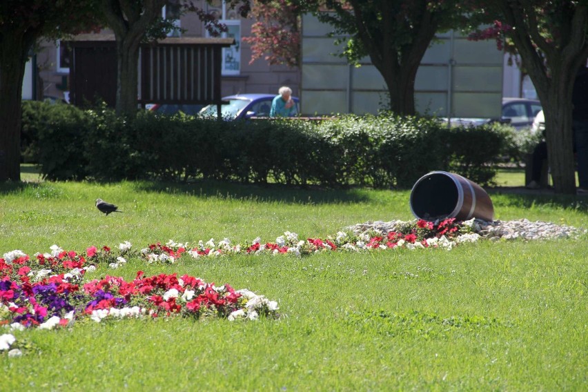 Rynek w Sierakowie - jak Wam się podobają nowe nasadzenia na...