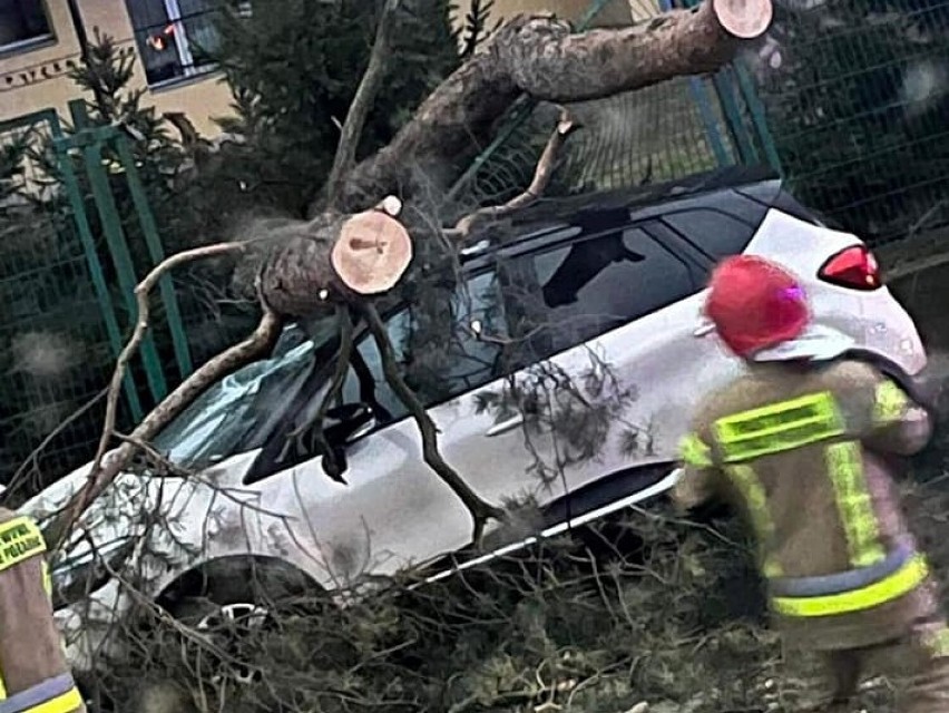 Na ul. Sportowej w Goleniowie drzewo spadło na auto