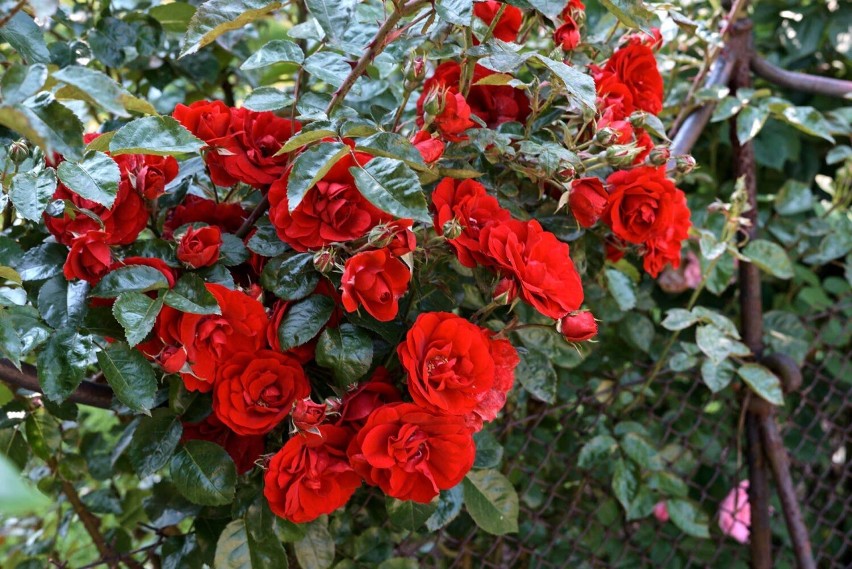 Zobacz jak przepięknie róże przyozdobiły przyzamkowy park i ogród 