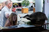 Piknik ekologiczny na Rynku Kościuszki. Można było poznać tajemnice natury [ZDJĘCIA, WIDEO]