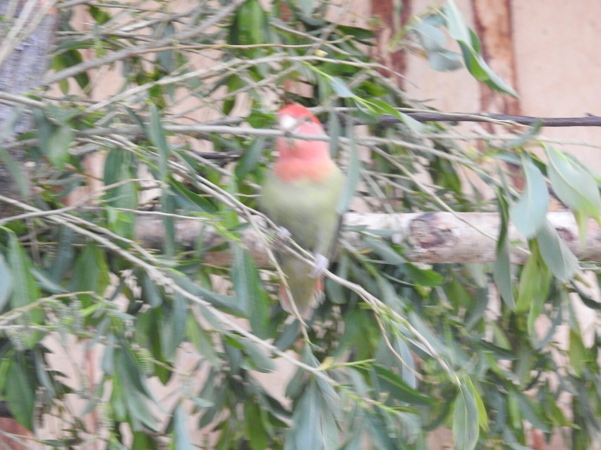 Papugarnia w Suwałkach otwarta. Kolorowe ptaki zachwycają gości [Zdjęcia]
