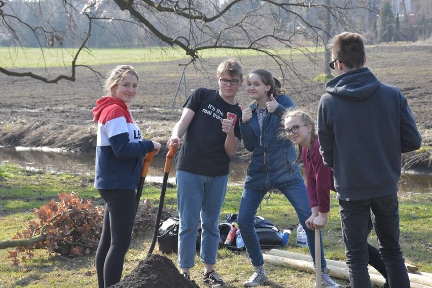 Uczniowie w akcji - sadzili drzewa we wrzesińskim parku 