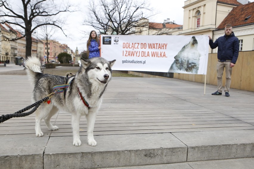 Mieszkańcy Warszawy zawyli dla wilków. To część akcji WWF...