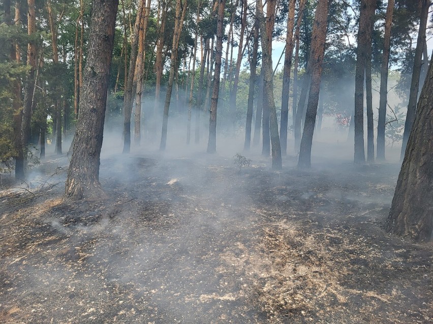 Pożar lasu i zboża na pniu w miejscowości Mnichów