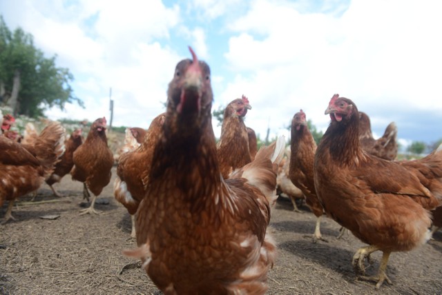 Cholesterol wzbudza największą obawę w kontekście spożywania jajek. Czy naprawdę jest się czego bać? Na temat szkodliwości jajek jest wiele teorii. Skupy się więc na faktach. Najwięcej cholesterolu występuje w żółtku, ok. 212mg, a dopuszczalna domowa dawka cholesterolu to 300mg. -- Według badań przeprowadzonych w Wielkiej Brytanii, tygodniowe spożycie 3-4 jajek jest zdrowe. Warto pamiętać, że jajka, to źródło witamin A, D, E, K a także witaminy B12 i B2. To także mikro i makroelementy, takie jak magnez, żelazo, potas fosfor. Jajka zawierają również luteinę, która poprawia widzenie i chroni przed szkodliwym promieniowaniem UV. Dlatego wyeliminowane z diety jajek może mieć zły wpływ na organizm. Wyjątek stanowią osoby uczulone na białko i/lub żółtko jajkach kurzego. Z kolei nadmierne spożycie jajek może powodować podwyższony poziom LDL cholesterolu odpowiedzialnego za miażdżycę - tłumaczy Paweł Hylewski, internista z Salve Przychodnie w Łodzi.