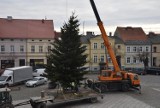 Już jest! Na grodziskim Starym Rynku stanęła świąteczna choinka